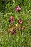 Purple pitcherplant